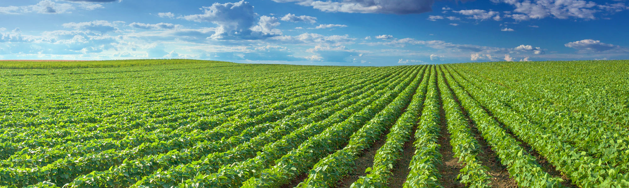 Agro Industrial